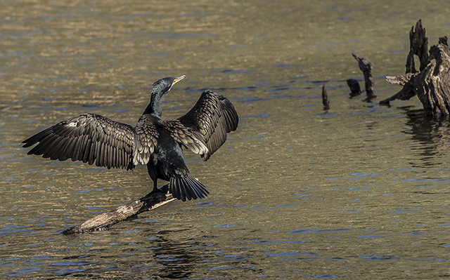 Cormorant by Cath Duncombe
